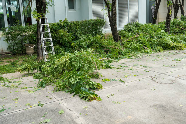 Saks, AL Tree Services Company